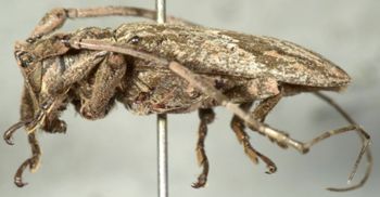 Media type: image;   Entomology 26786 Aspect: habitus lateral view